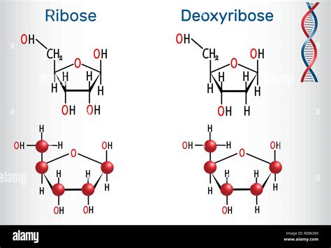 ibose|Ribose – Wikipedia.